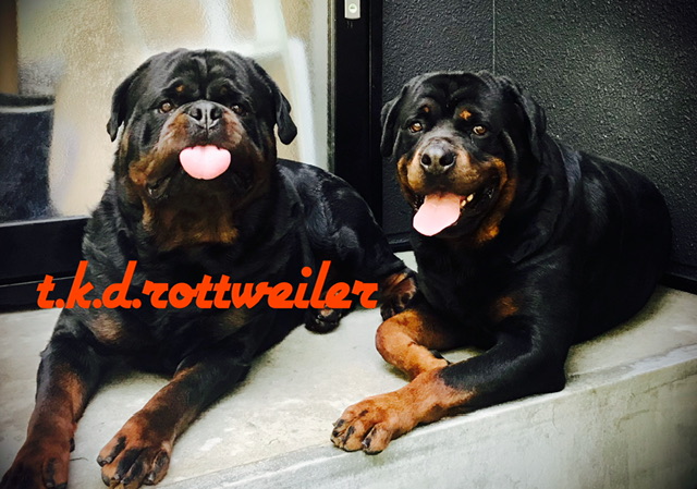 ROTTWEILER ロットワイラー MA-1 （ROTTWEILER（ロットワイラー）MA-1 