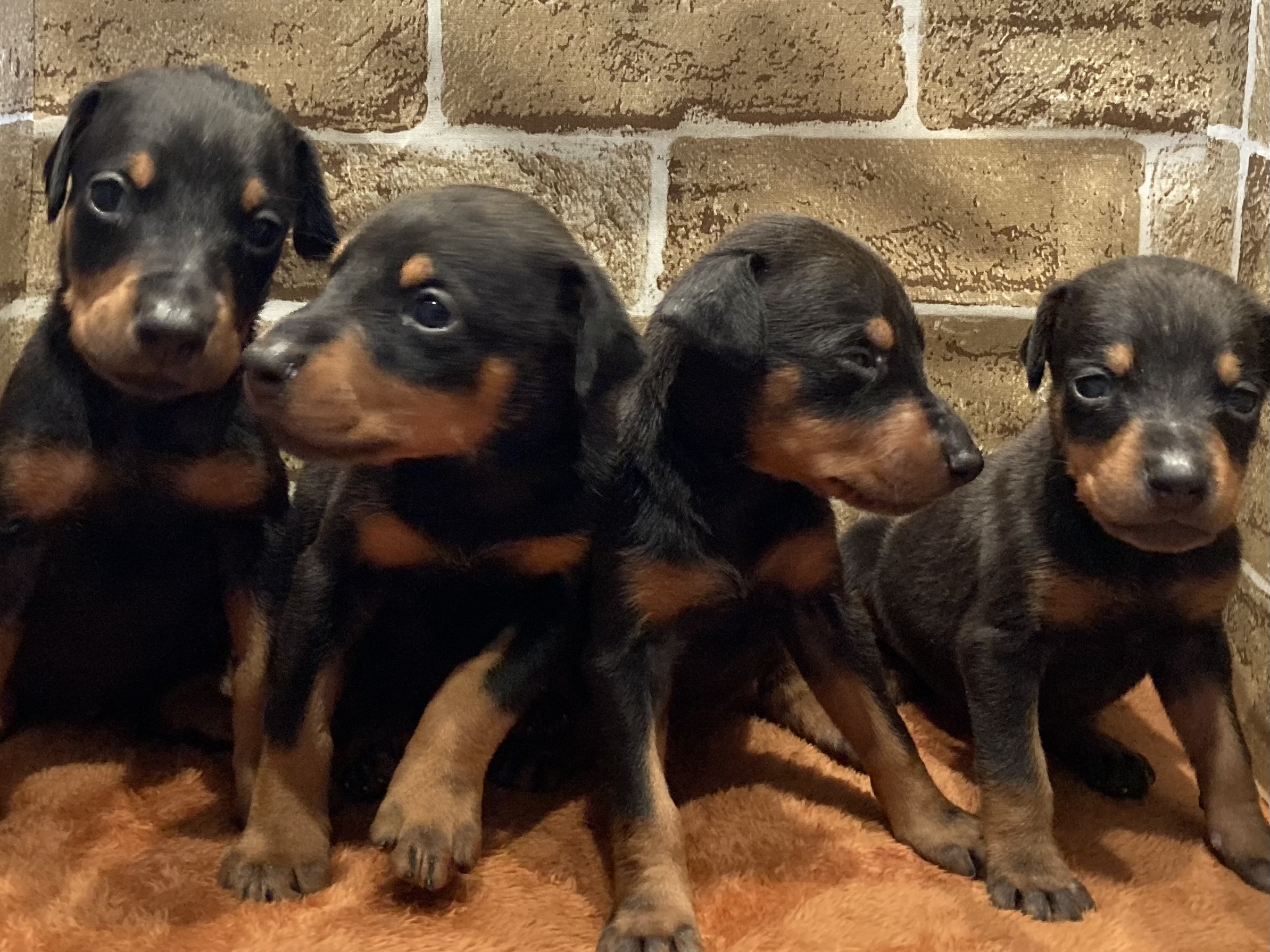 ドーベルマン・ラブラドール - ロットワイラー専門ブリーダー【Proud