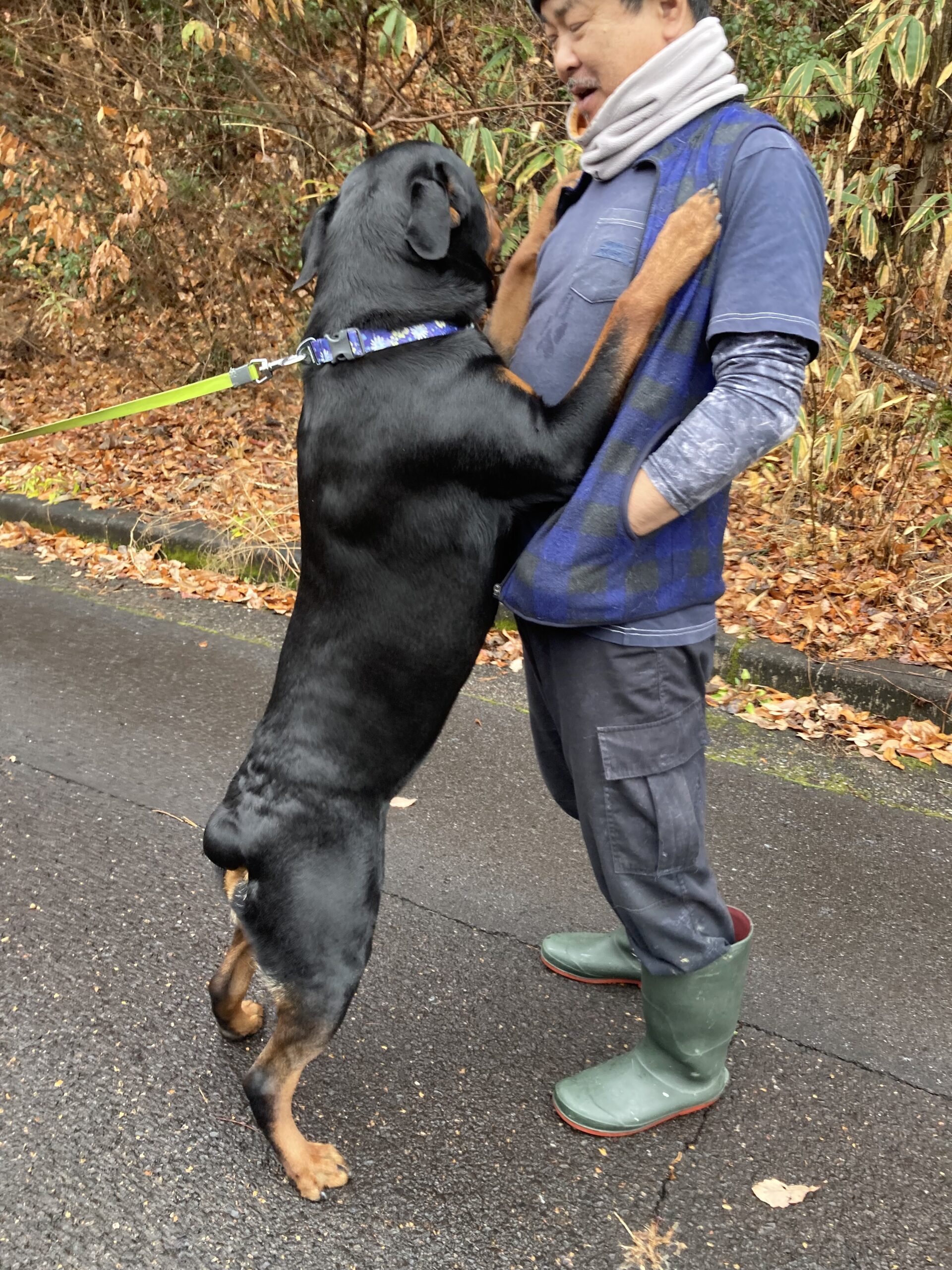 ロットワイラー Rottweiler アーカイブ - ロットワイラー専門