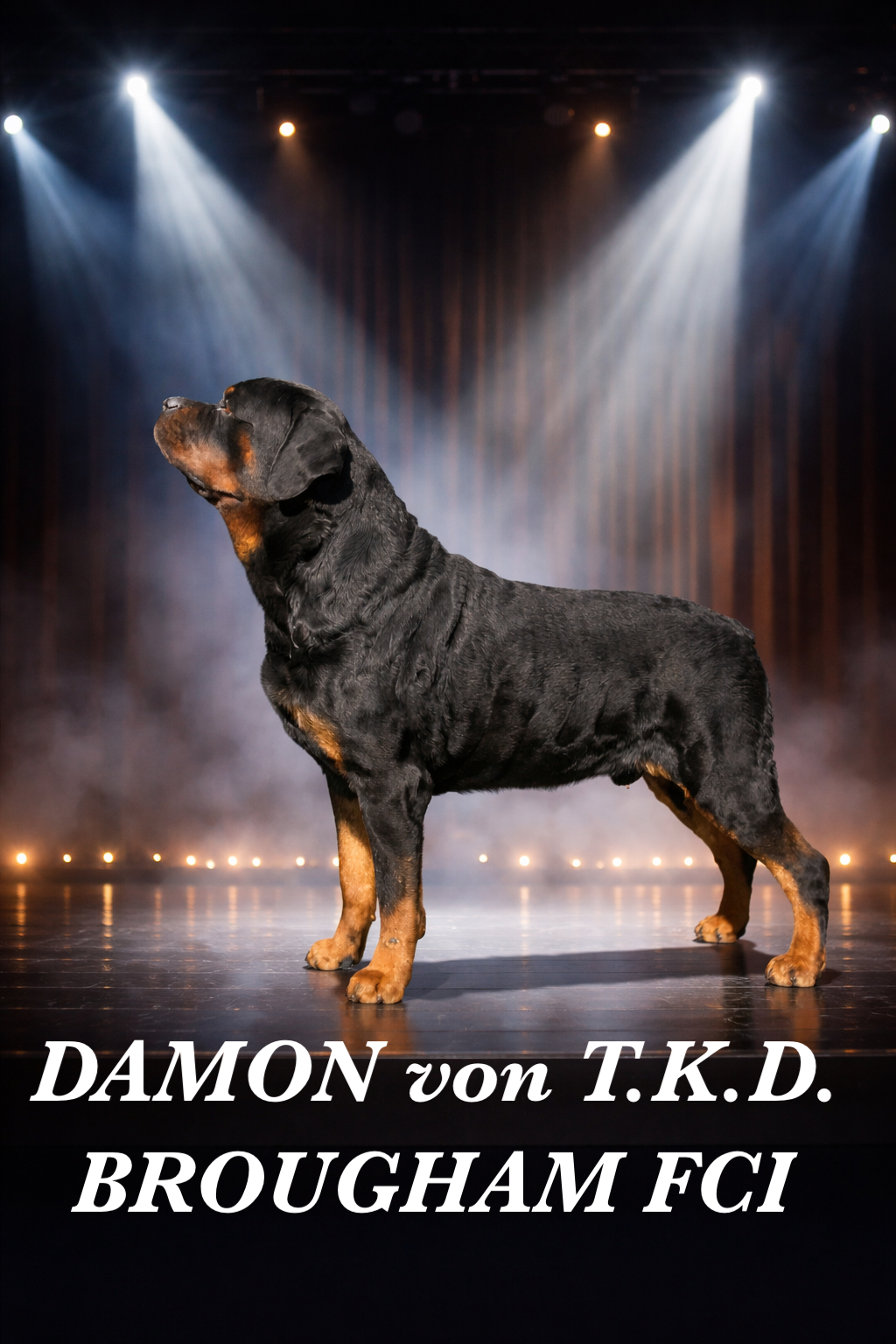 ロットワイラー Rottweiler アーカイブ - ロットワイラー専門