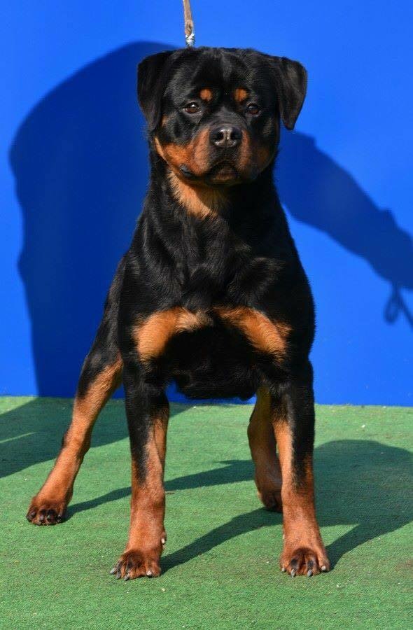 ビッグニュース第二弾 ロットワイラー専門ブリーダー Proud Lucky One プラウドラッキーワン